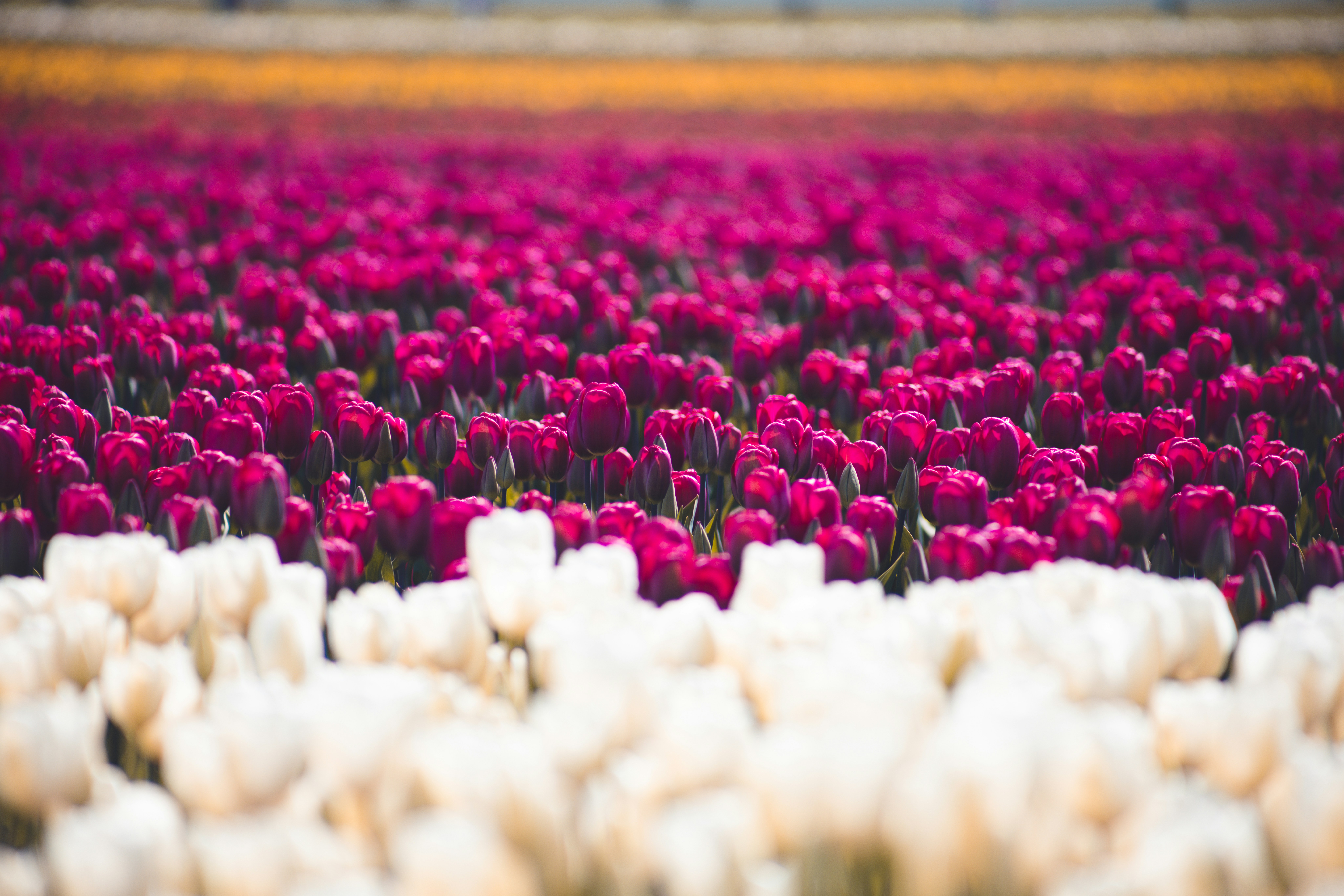 Tulip Season in Niagara-on-the-Lake: Experience it with Canaima Xpress and TASC Tulip Farm